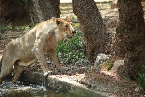 IMG 7417